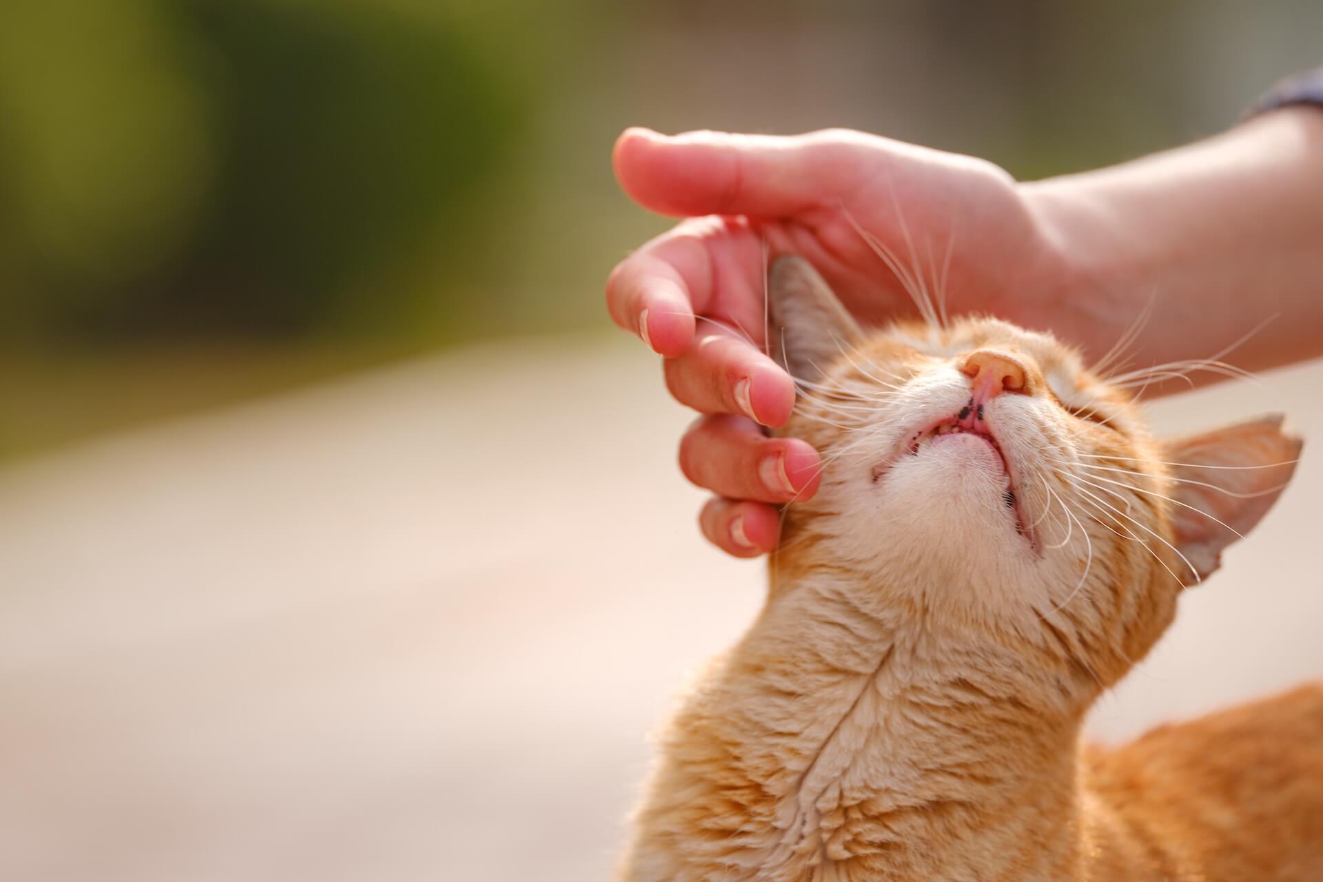 Relaxed orange tabby cat enjoying gentle head scratches outdoors against a bright, softly blurred background.