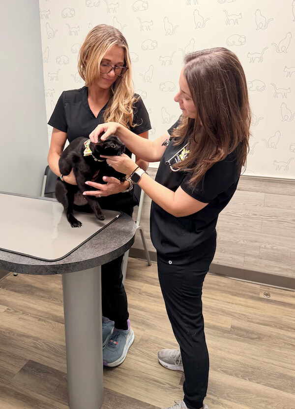 Dr. Toups doing a cat wellness exam