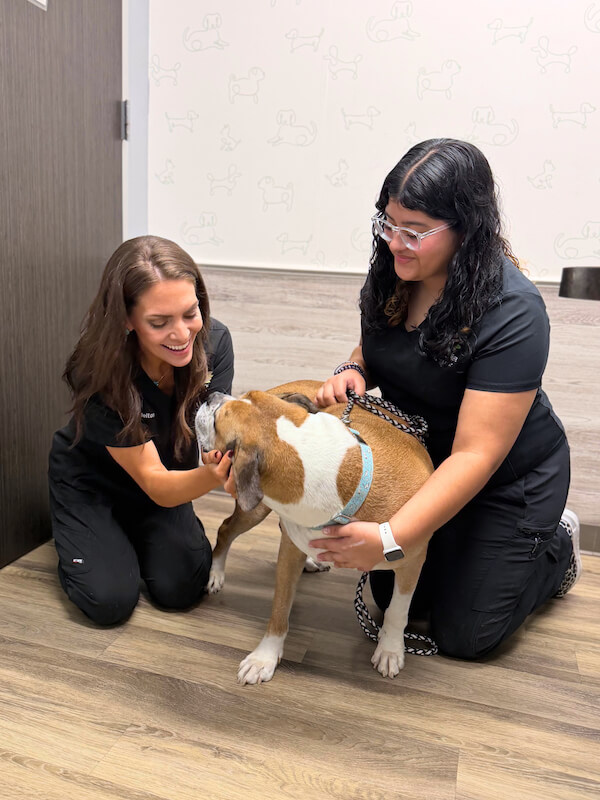 Dr. Helton doing a dog exam