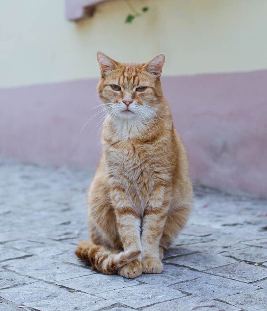 Cat sitting outside on bricks