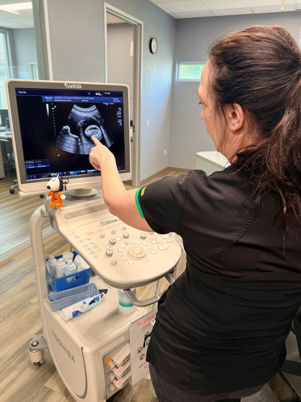 Dr Webb performing an ultra sound