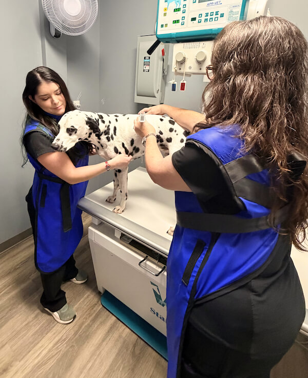 Dalmation getting X-rays done
