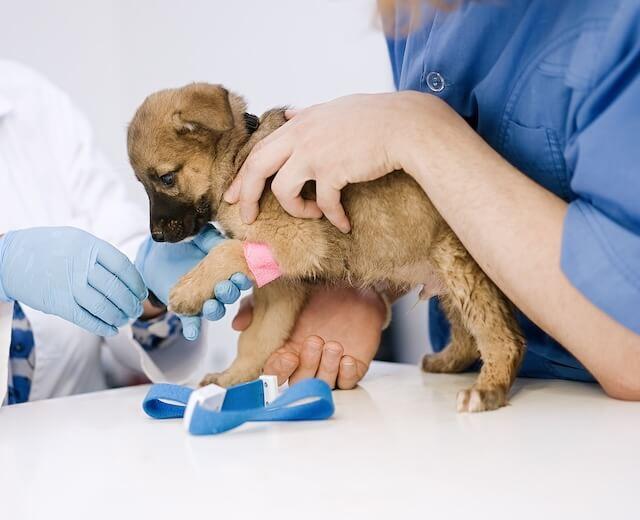 Pet Laboratory