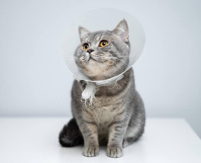 Pet Surgery